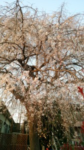 枝垂桜０１