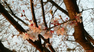 桜７分咲き