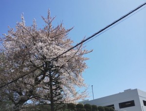 小泉テニスクラブ桜